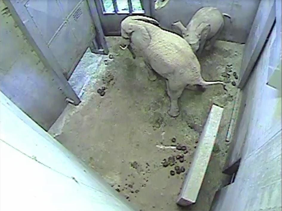 Die Elefantendame Bibi mit ihrer Tochter Panya in der Mutterbox wenige Minuten vor der Geburt des Elefantenkalbes.