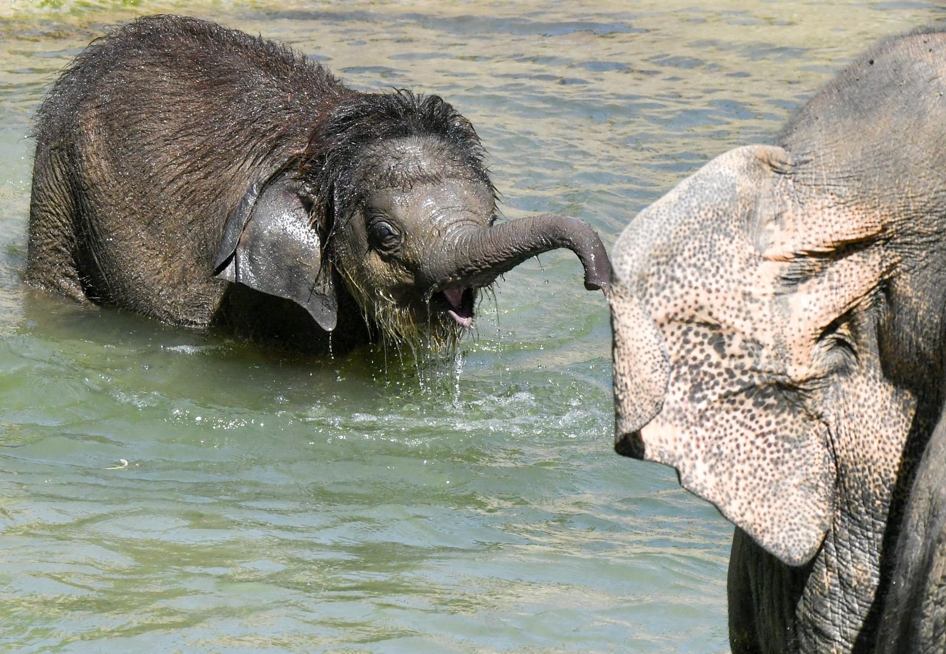 Der kleine Elefantenbulle Ben Long badet im Leipziger Zoo und kühlt sich so bei der sommerlichen Hitze ab.
