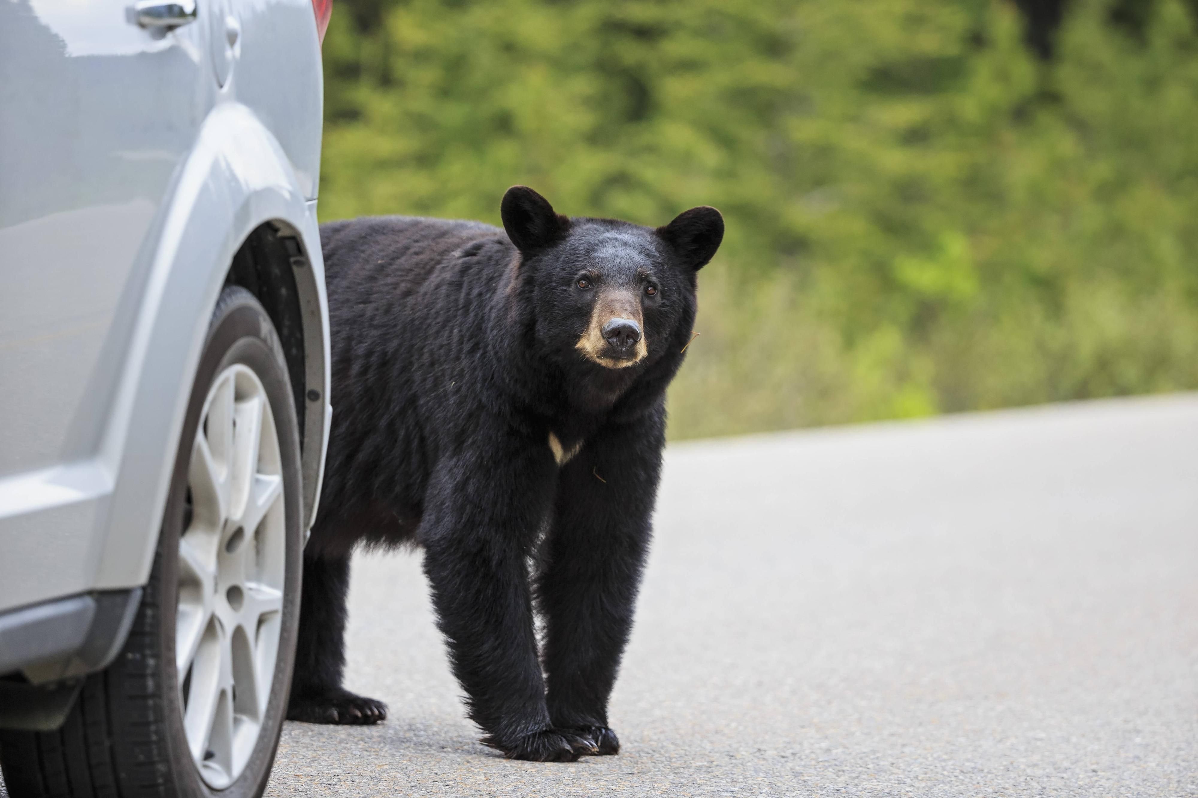 Meister Petz ist tierisch neugierig: In den USA ist ein Bär in ein Auto geklettert und hat sich aus Versehen eingeschlossen. (Symbolfoto)