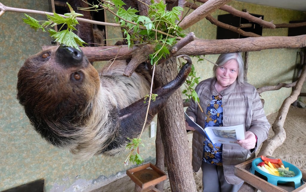 Zoo-Kuratorin Jutta Heuer beobachtet Faultier Charlotte.