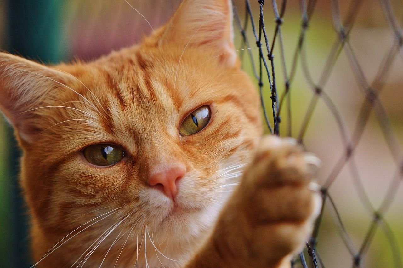 Treibt in Wörlitz ein Katzen- und Hundehasser sein Unwesen?