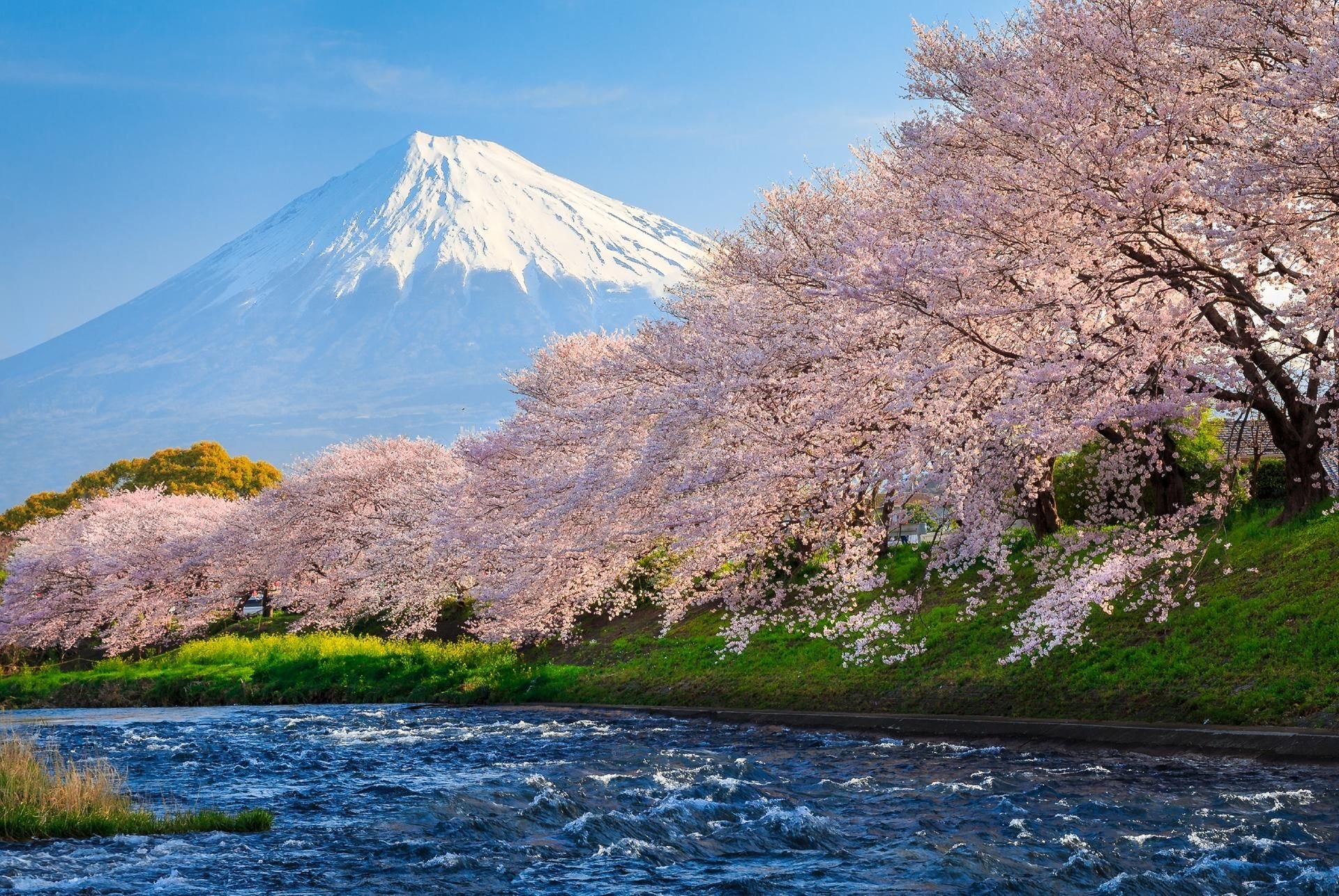 Macht glücklich: die Kirschblüte in Japan, hier Sakura-Bäume vor dem Fuji.