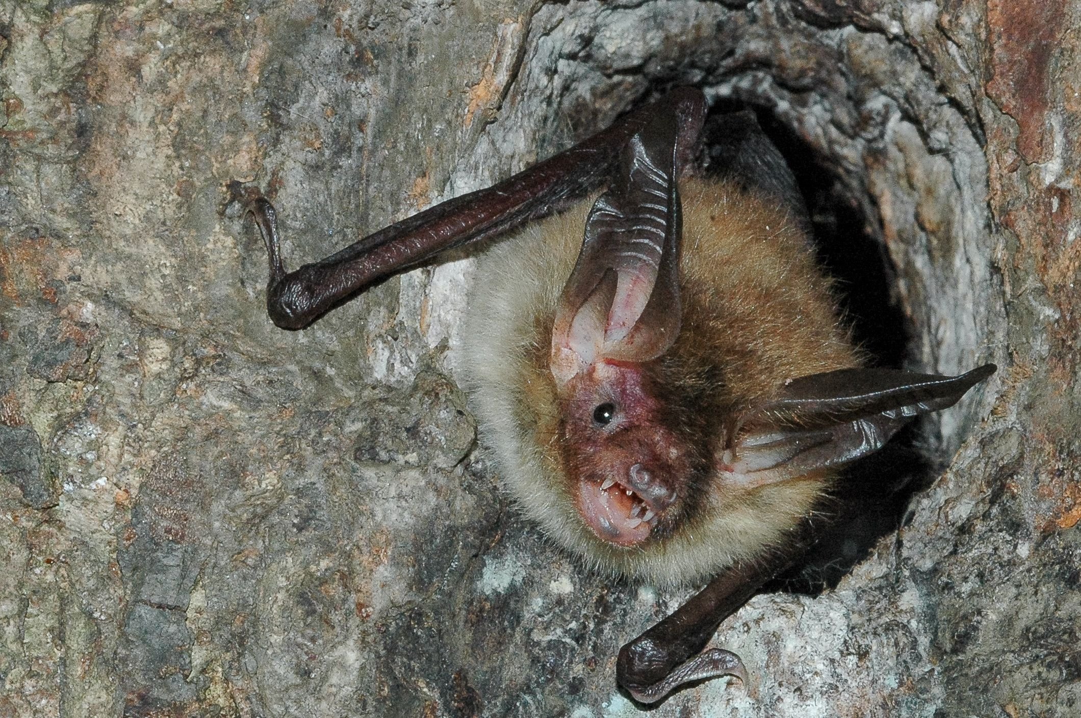 Eine Fledermaus