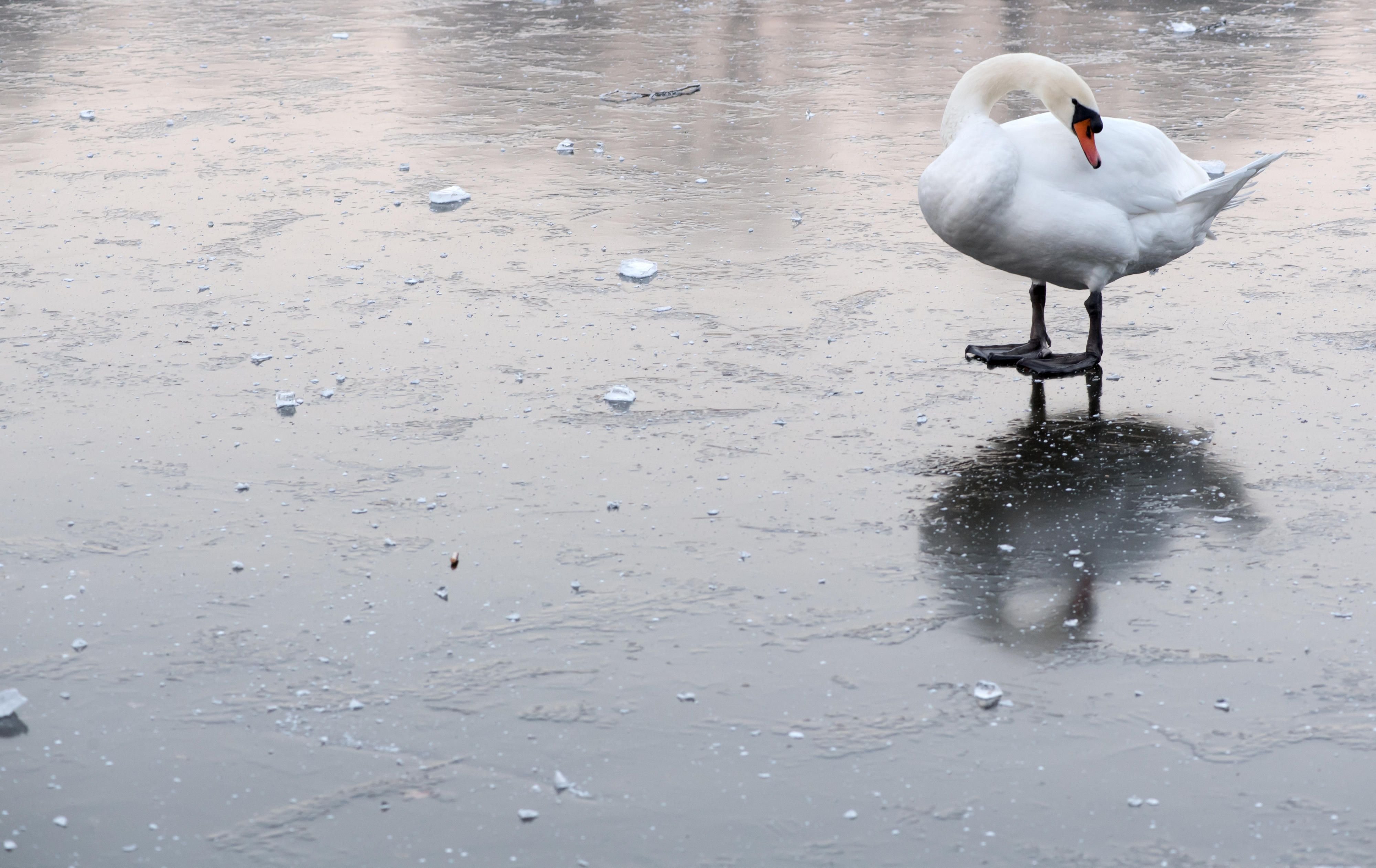 Ein Schwan steht auf einem zugefrorenen Teich. Jetzt amtlich: Der am 2. Januar im Tierpark Köthen gefundene tote Schwan war mit dem Erreger H5N8 infiziert.