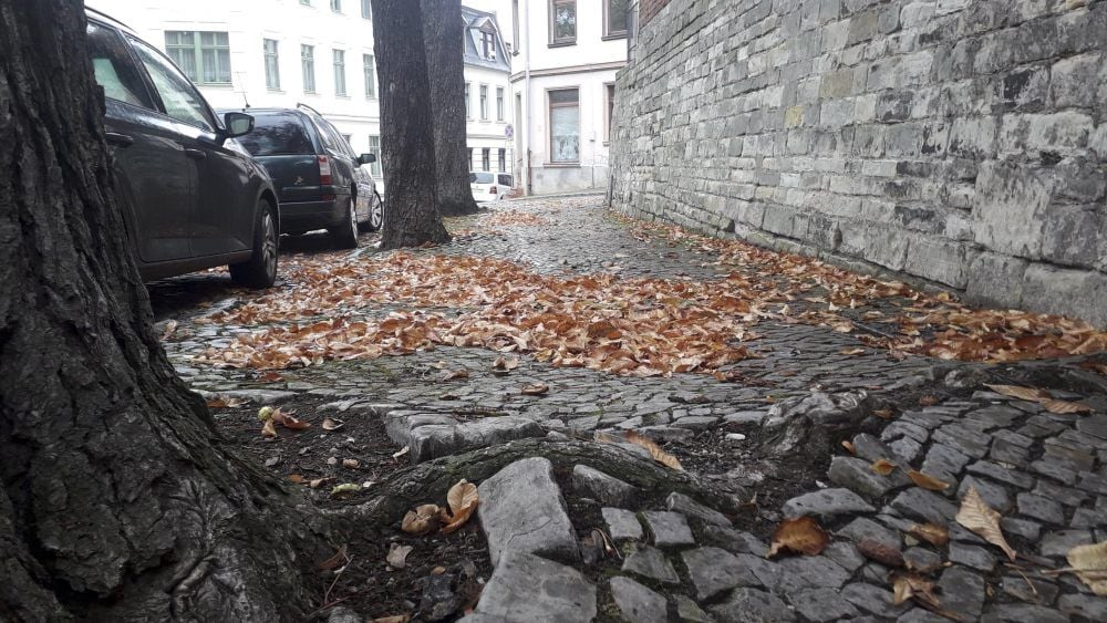 Die alten Kastanien an der Schloßgartenstraße haben mit ihren Wurzeln Fahrbahn und Gehwege kaputt gemacht. Für den Ausbau werden sie gefällt.