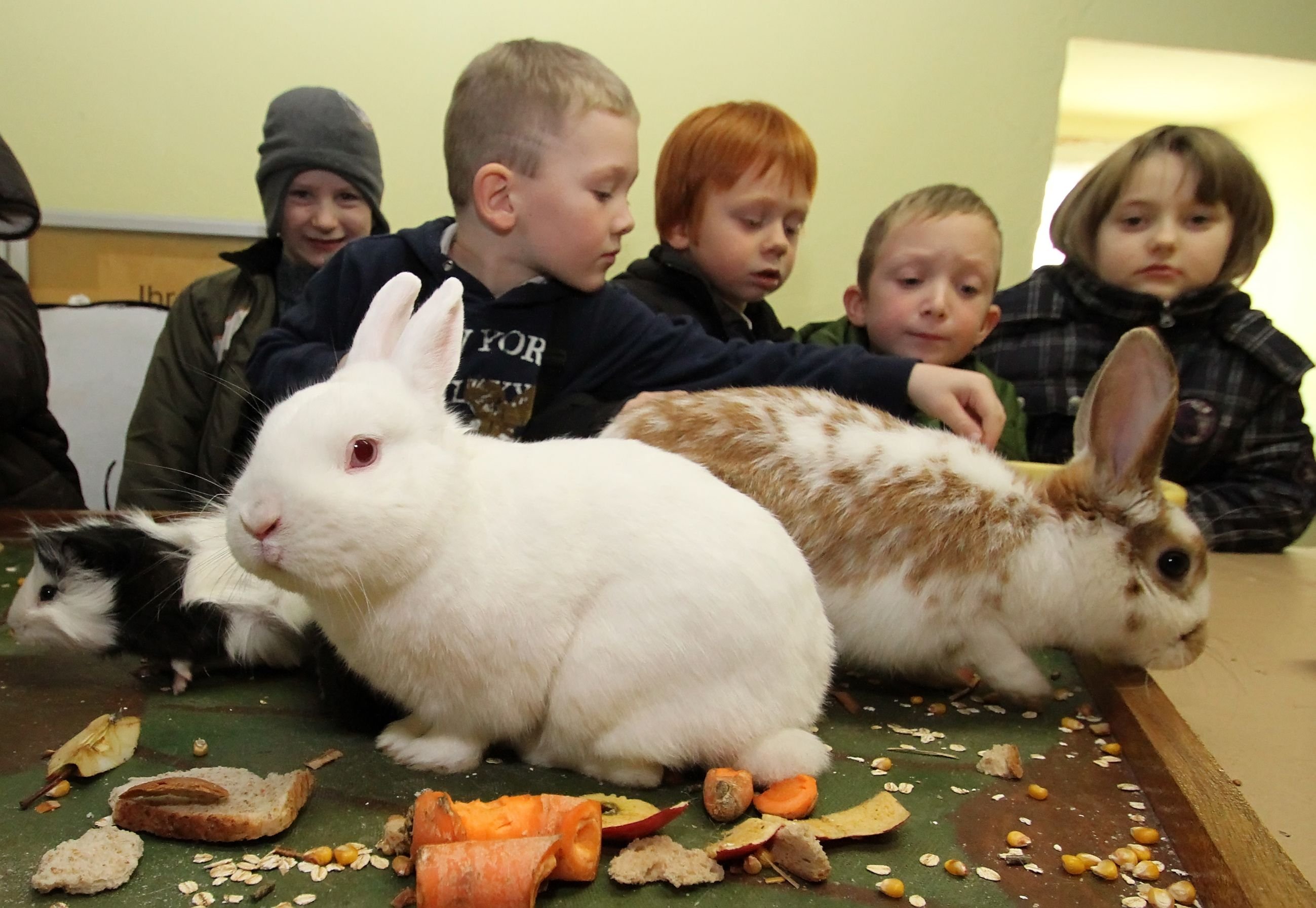 Hier schmusten die Kinder noch mit den Kaninchen des Schulbauernhofs in Othal.