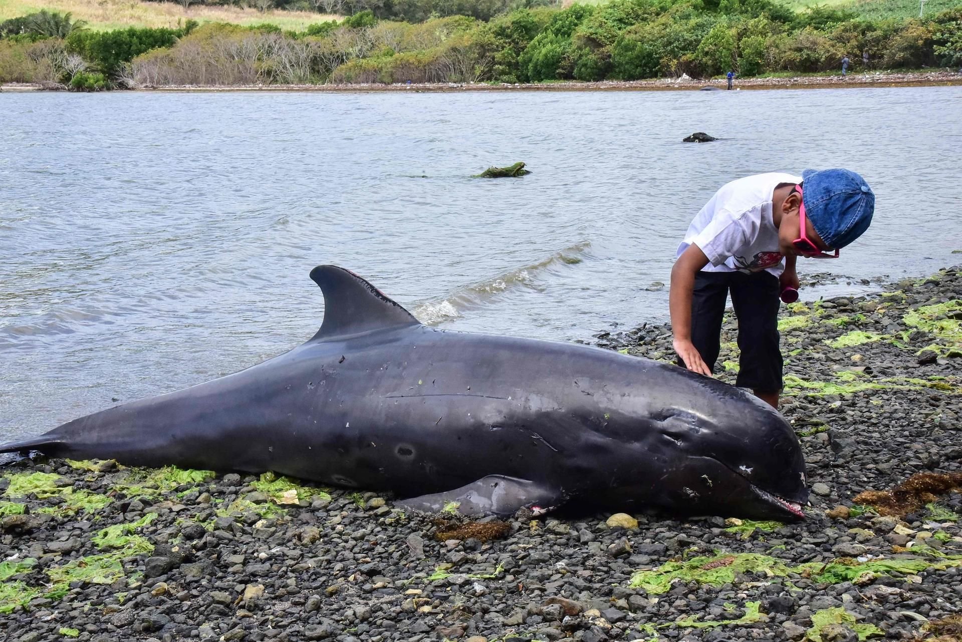 Delfinkadaver an der Küste von Mauritius