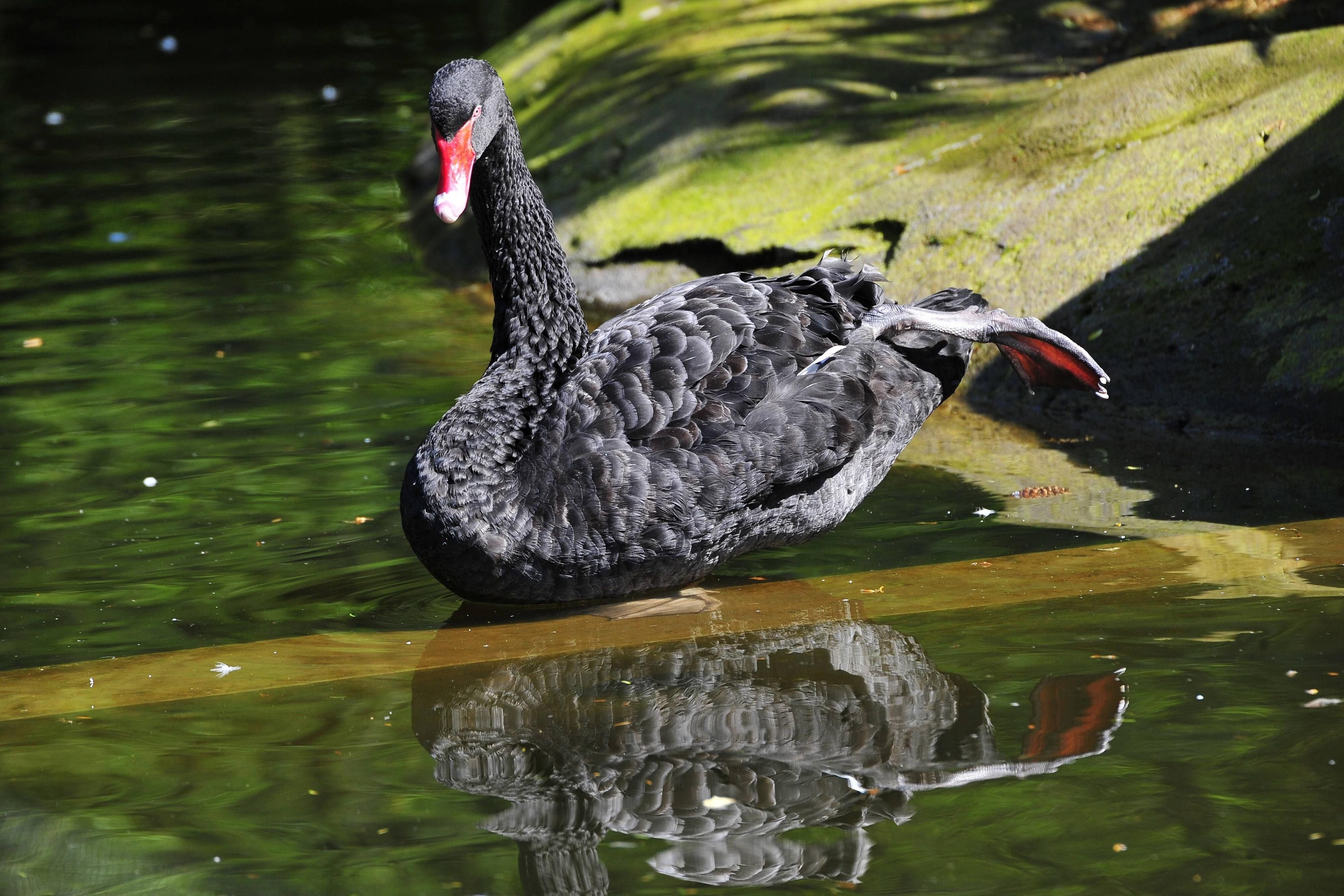Am Ententeich im Tierpark Köthen könnten rund 150 Wasservögeln Kontakt mit dem infizierten Trauerschwan gehabt haben.
