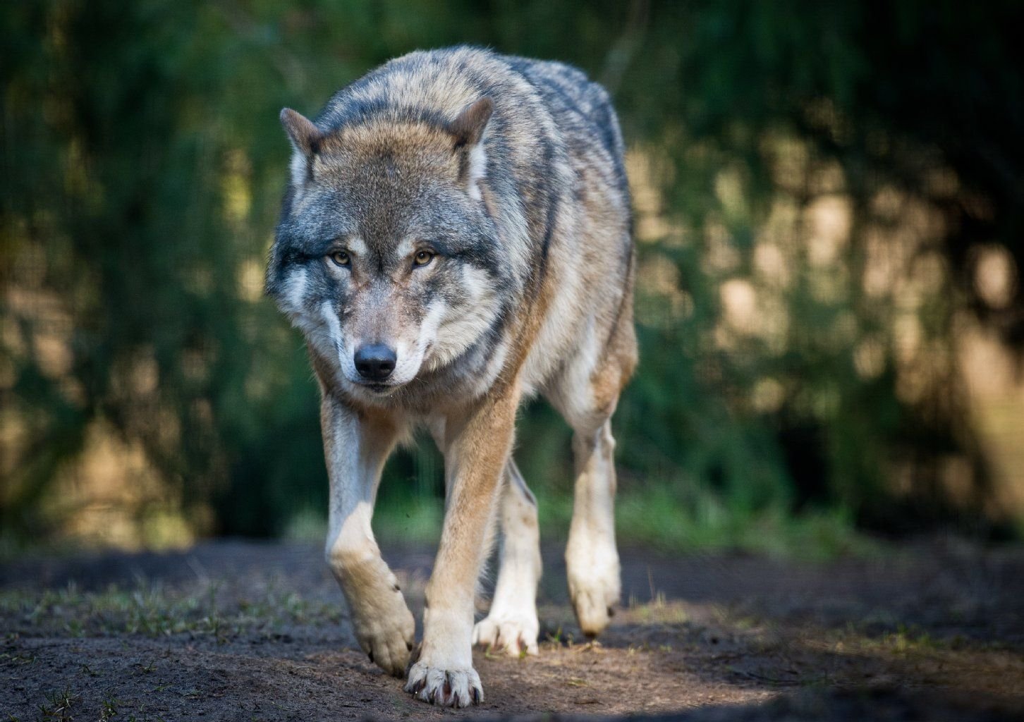 Ein Wolf (Canis lupus) läuft im Wildpark Schorfheide (Brandenburg) durch sein Gehege.