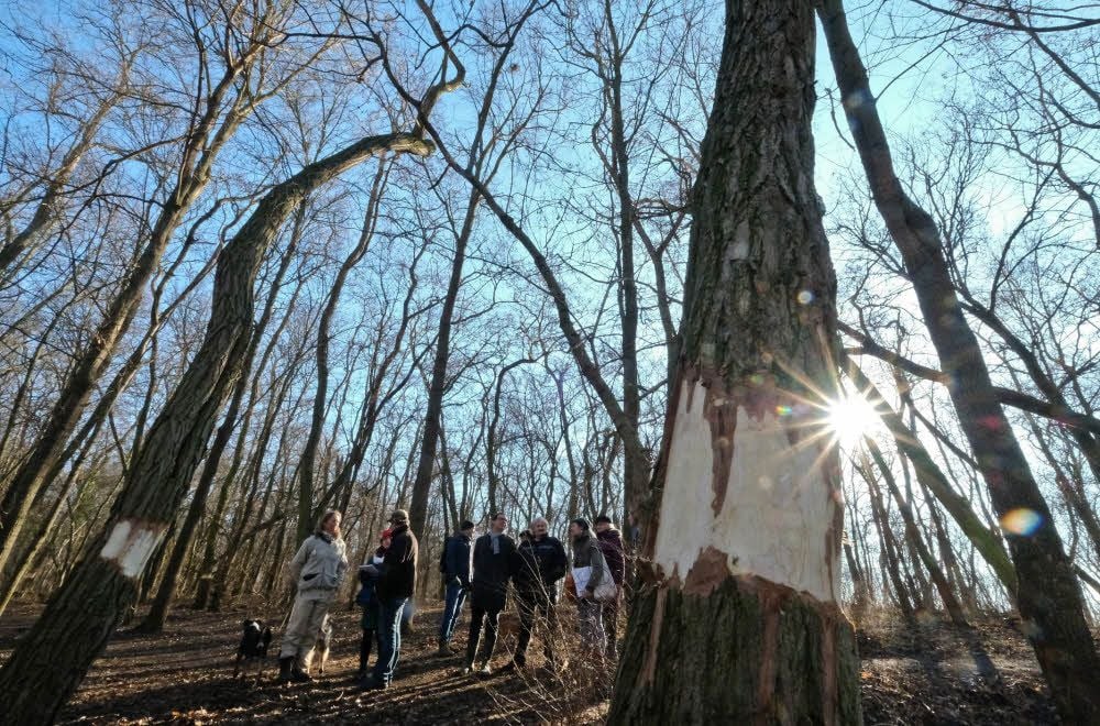 Robinien im Trothaer Wald