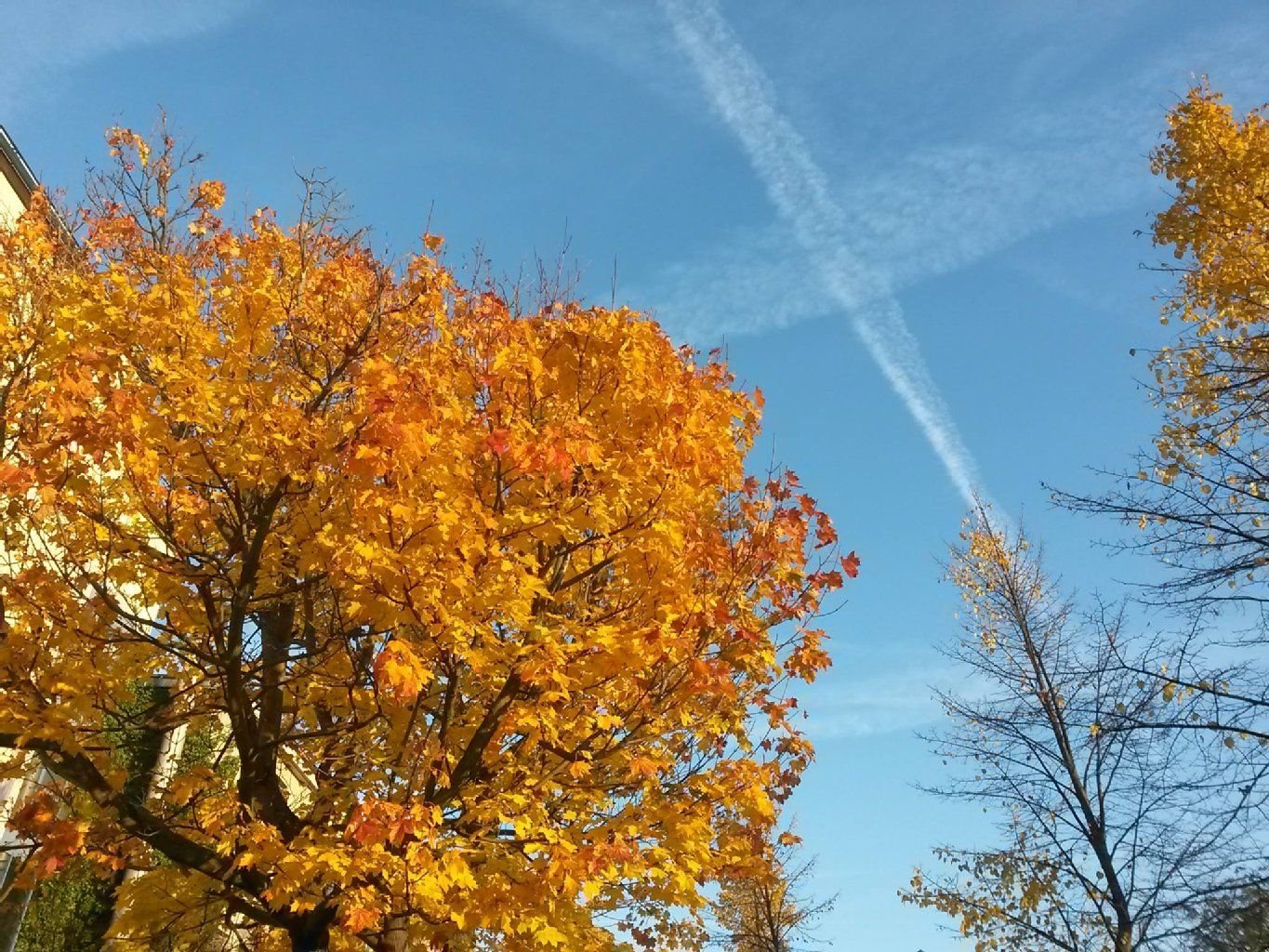 Dieses Foto vom sonnigen Herbst in Halle sorgte auf Facebook für hitzige Diskussionen.