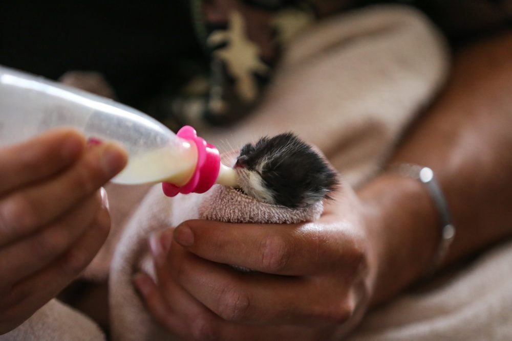 Katzenbaby „Flecki“ ist gestorben.