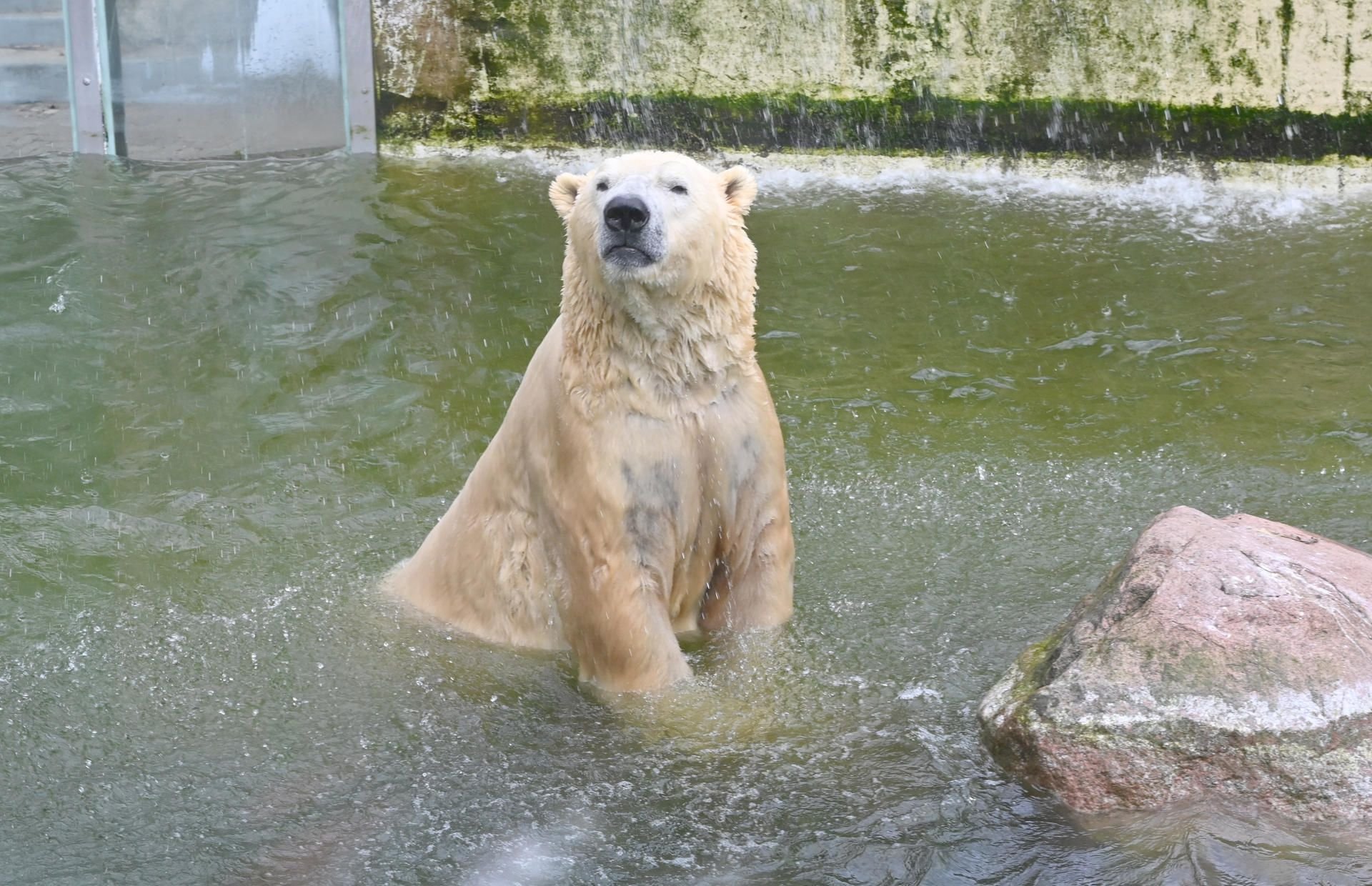 Eisbär Vitus, Deutschland größter Eisbär, schwimmt in seinem Becken in Neumünster.