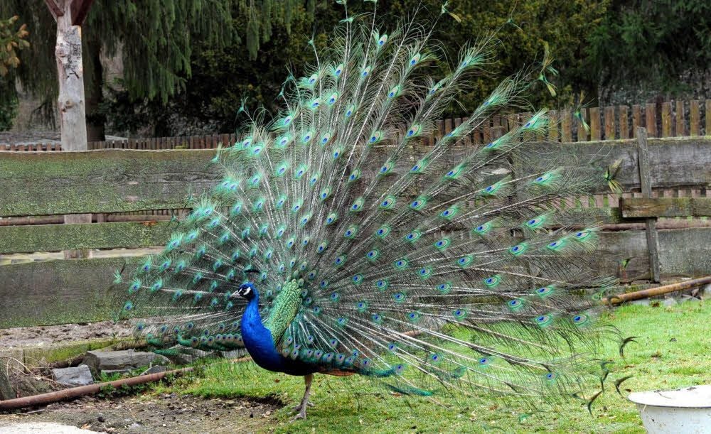 Der Pfau im Tierpark Walbeck kann jetzt wieder das Außengehege erkunden.