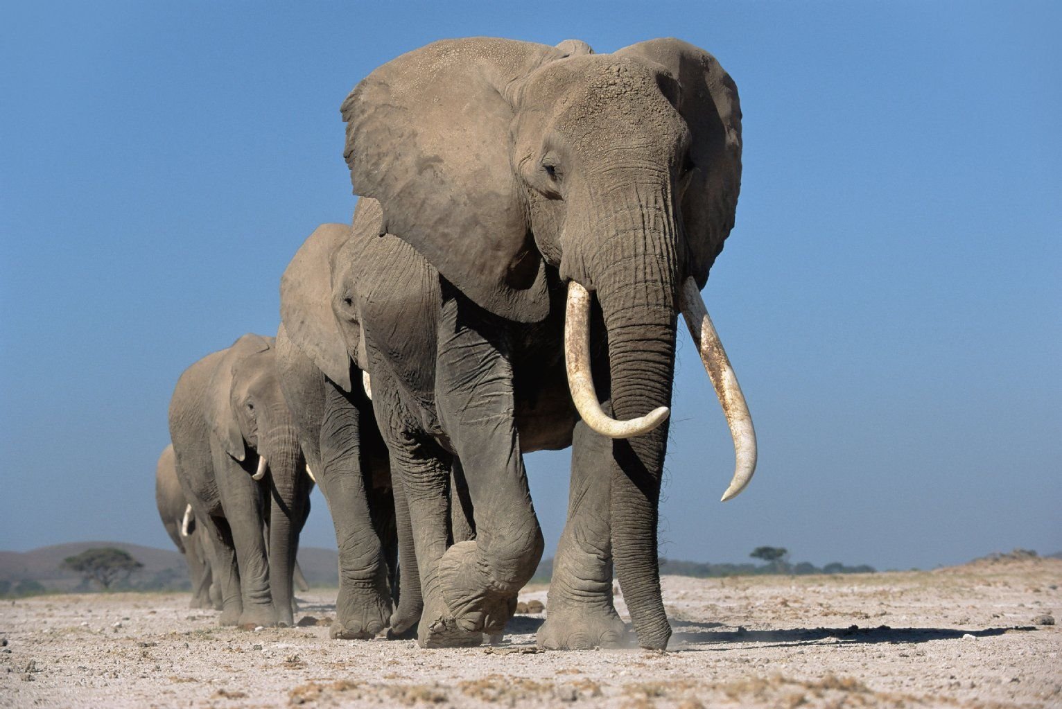 Imposant: Elefanten in Kenia.