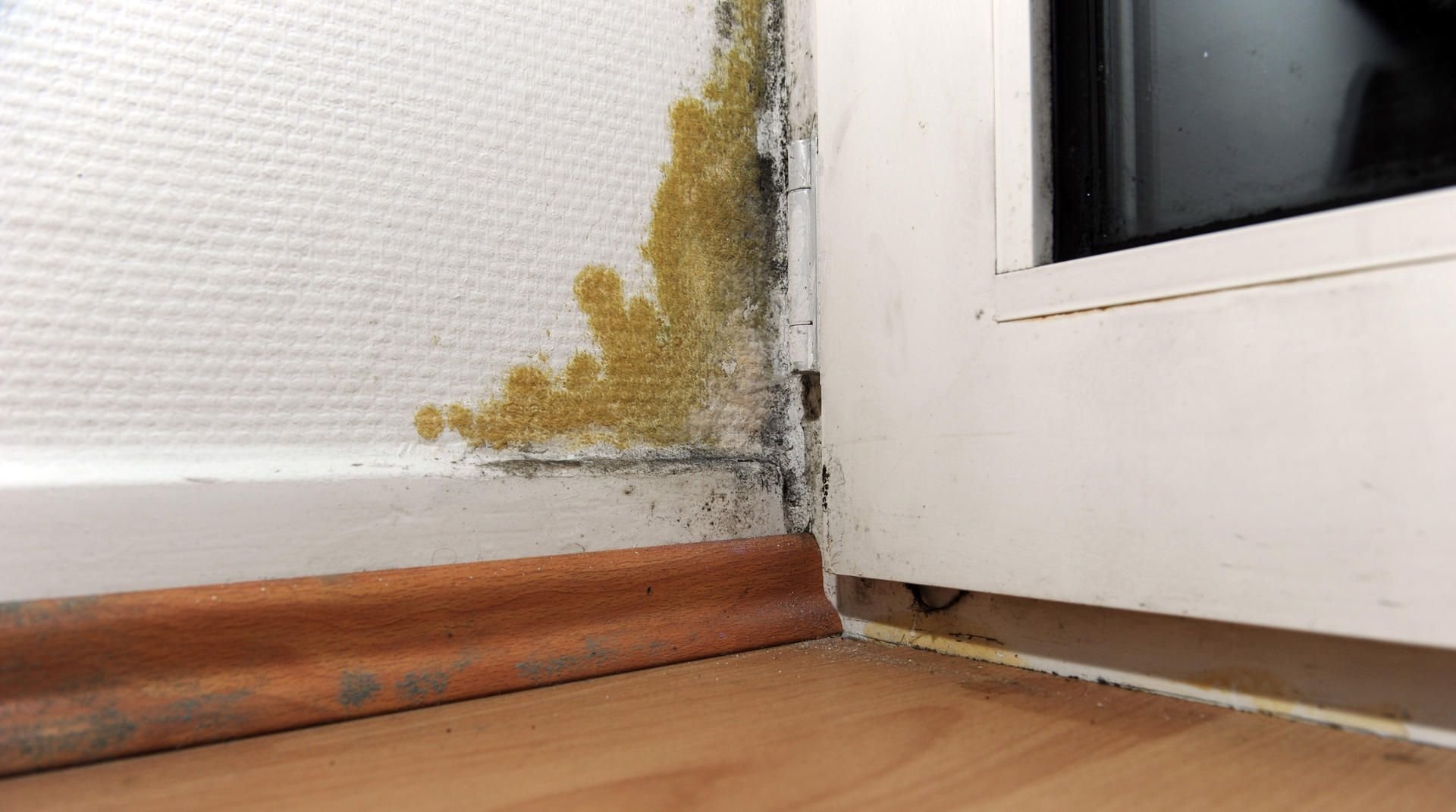 Wer Schimmel in der Wohnung hat, sollte schnell handeln. Doch wer bezahlt das?