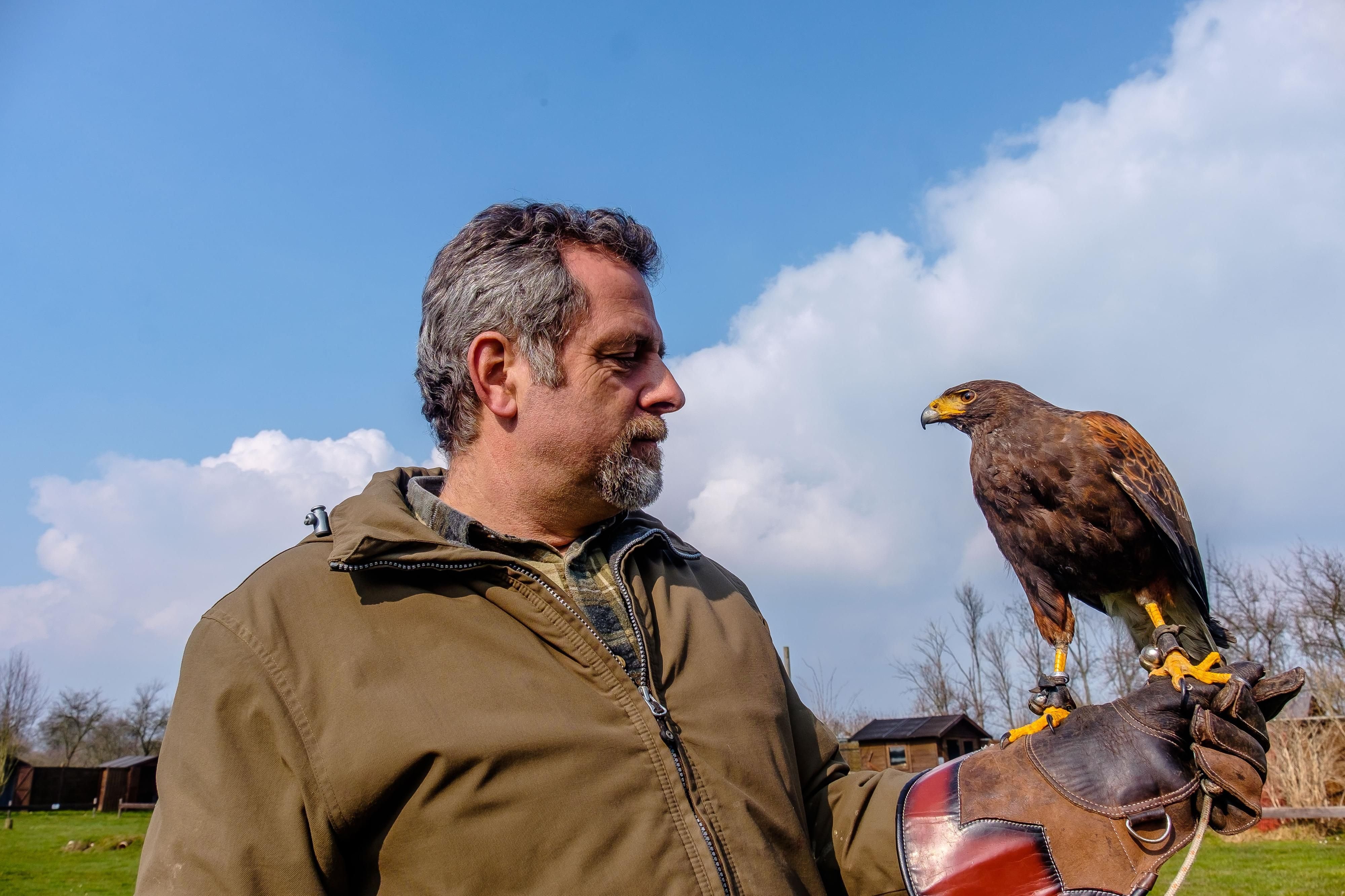 Jim Ohle mit Wüstenbussard Pedro ist Falkner in Wörlitz.
