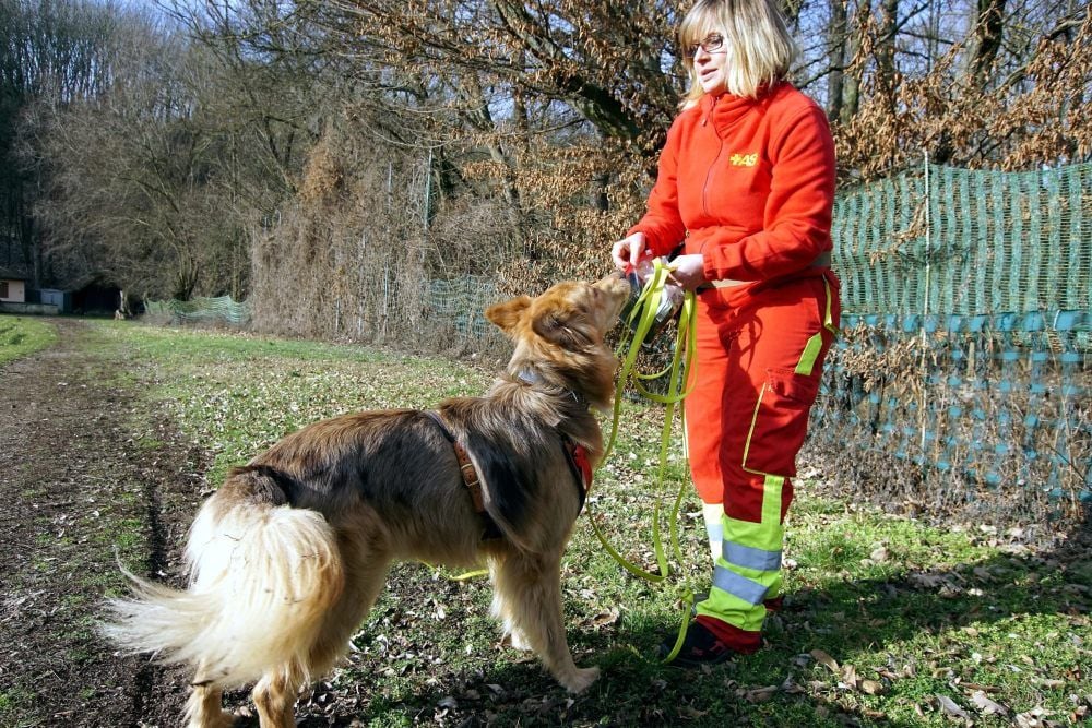 Jana Herbig bei der Mantrailing-Ausbildung. Ihr Harzer Fuchs Ben nimmt an einer Gürteltasche den Geruch eines „Vermissten“ auf.