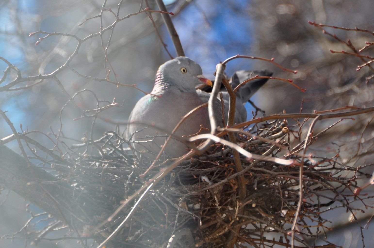 Redaktions-Spion? Die Taube macht verdächtig große Augen vor dem Fenster unseres Büros.