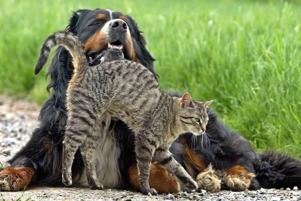 Katzentypen sind angeblich intelligenter als Hundetypen. Den beiden im Bild ist das wahrscheinlich schnuppe.