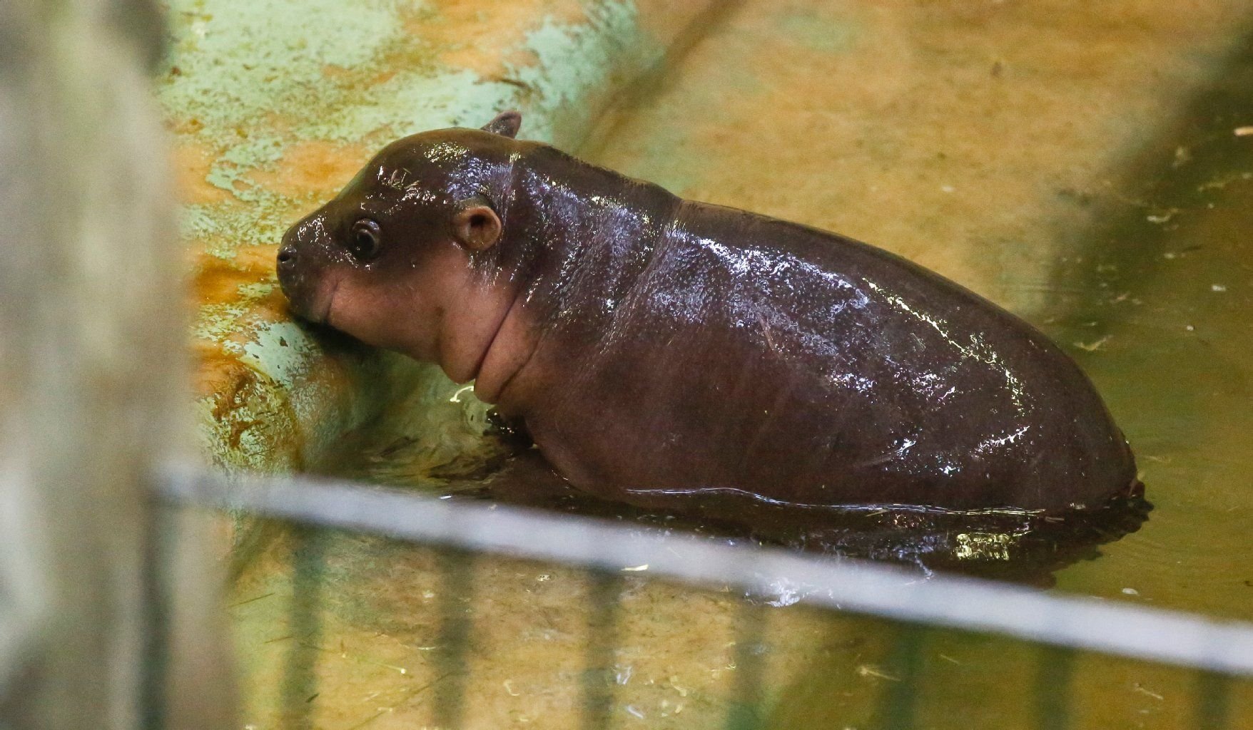 Zwerflusspferd-Baby Inola