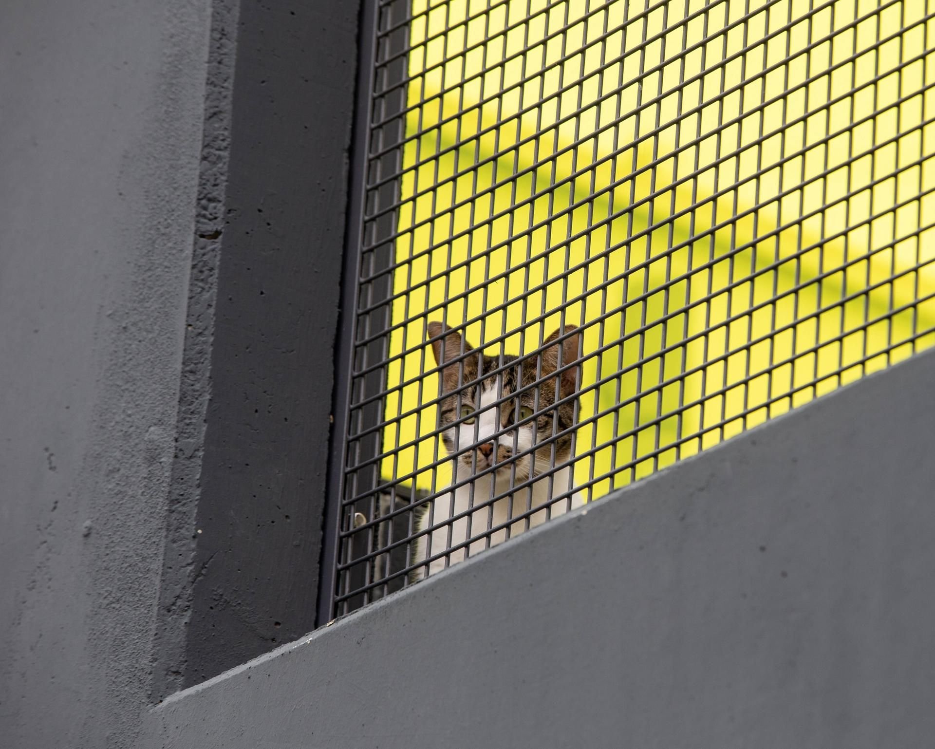 Hat der Tierschutz Verein Halle, der ein Tierheim betreibt, ehrenamtliche Helfer abgewiesen, obwohl diese in der Urlaubszeit dringend benötigt werden?