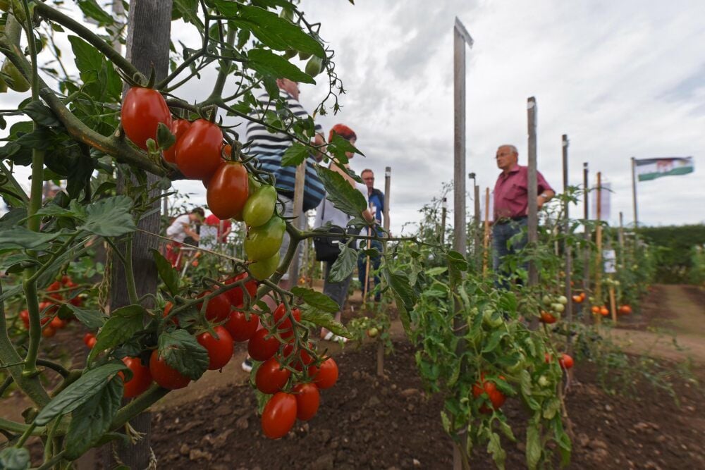 Auch die neunte Auflage des Ascherslebener Tomatentages zog wieder viele Besucher an.