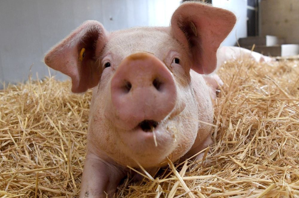 Knapp 40 000 Schweine hat die Saza in ihrem Zuchtbetrieb bei Großkayna.