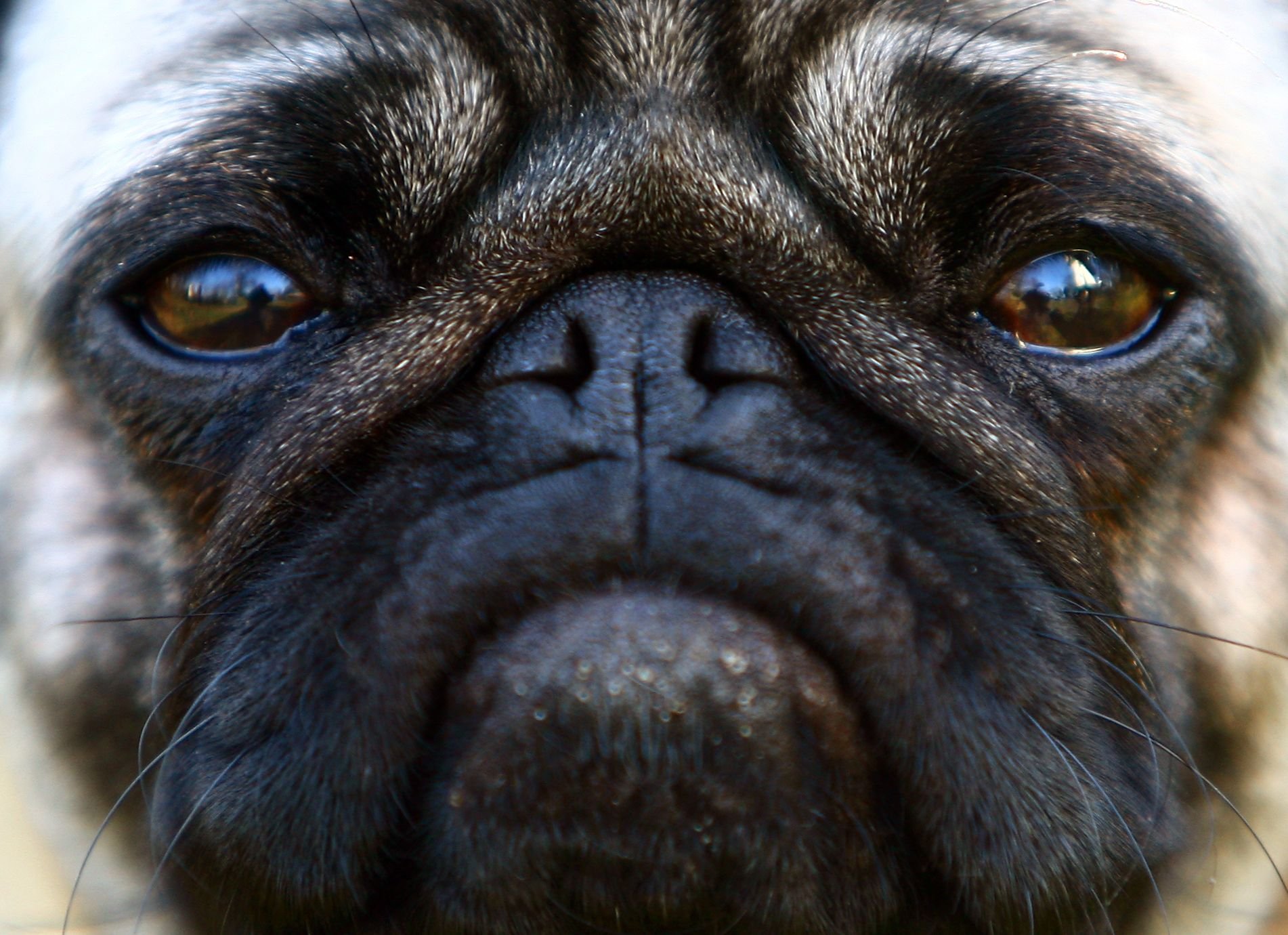 Die Mops-Dame «Lotte» wärend eines Spaziergangs. Möpse mit kurzer Schnauze und Glubschaugen sind bei Hundefreunden beliebt. Doch das Leid der Tiere durch extreme Zucht ist groß.