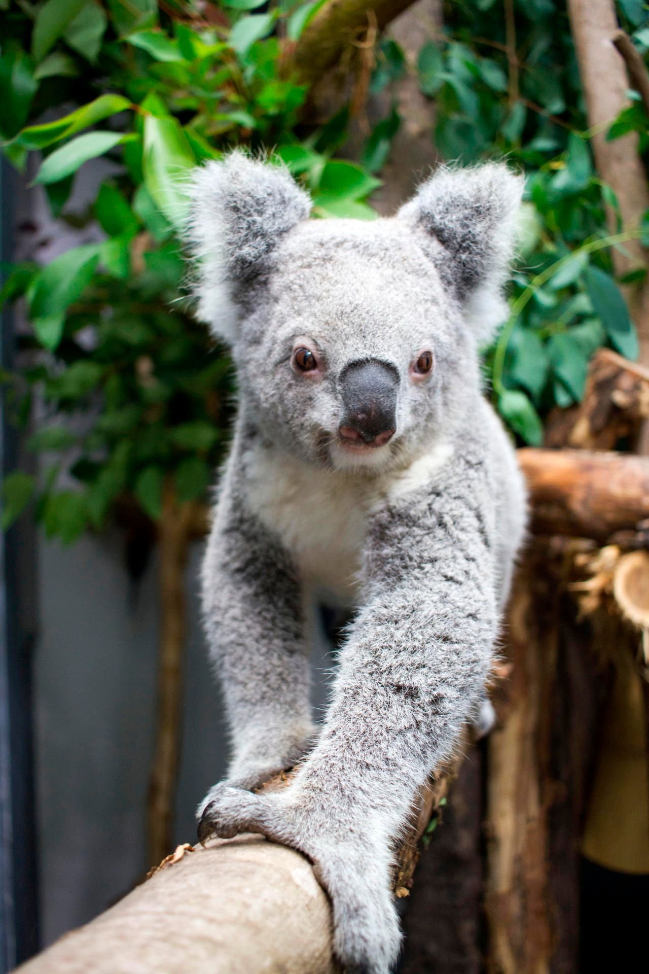 Koalaweibchen Mandie im Zoo Leipzig hat jetzt nur noch einen Mann an ihrer Seite.