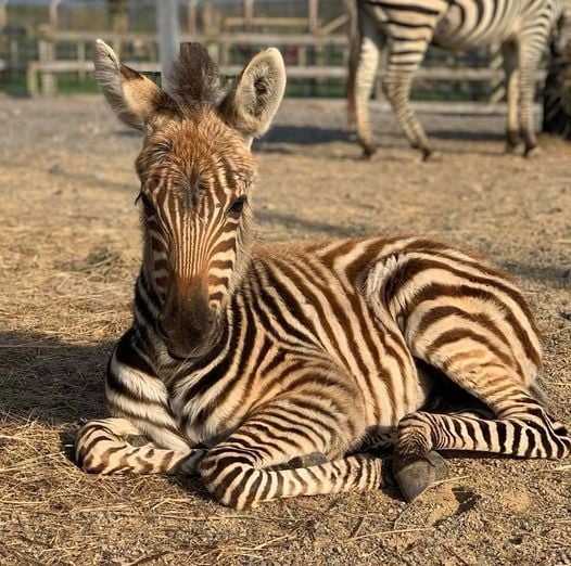 Zebra Hope starb nach einem Feuerwerk.