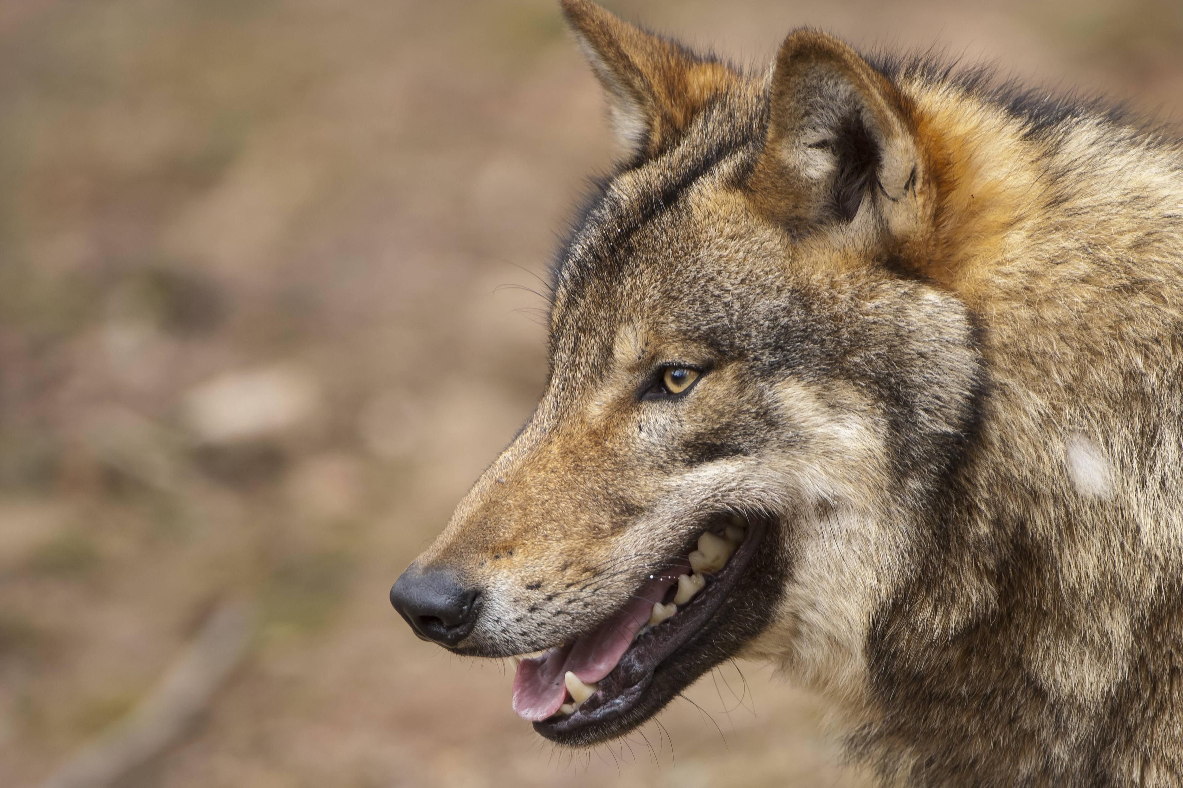 Ein Wolf in Niedersachsen.