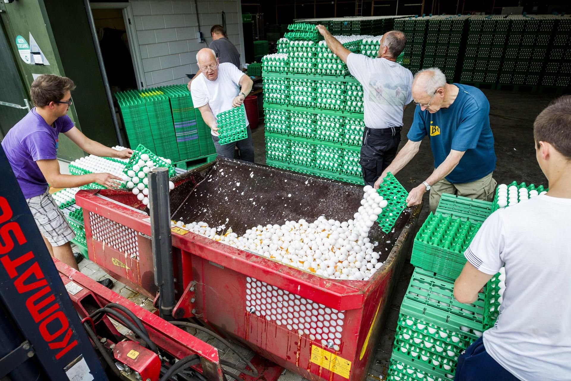 Niederländische Farmer vernichten die Eier ihrer Legehennen.