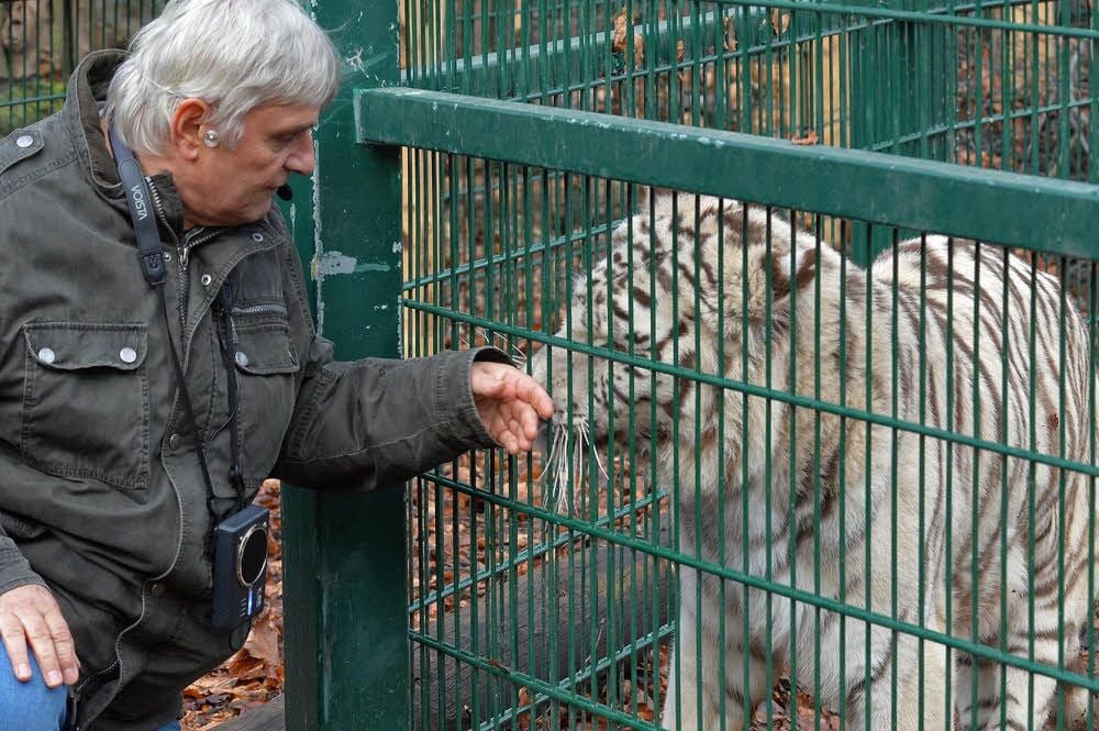 Zooleiter Dietmar Reisky verabschiedet sich von Kimmy, der weißen Tigerin, die er und seine Frau einst per Flasche aufzog.