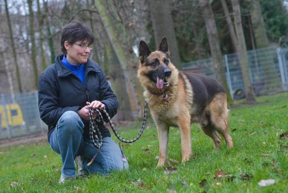 Im Dezember hat die MZ schon einmal über Schäferhund Alf berichtet. Die Geschichte hat Leser weit über Köthen hinaus bewegt - und wütend gemacht. Hier ist er mit Tierheim-Mitarbeiterin Kathrin Eckert zu sehen.