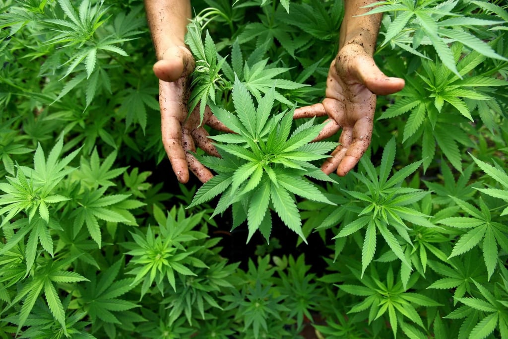 Ab dem 1. März gibt es Cannabis auf Rezept.