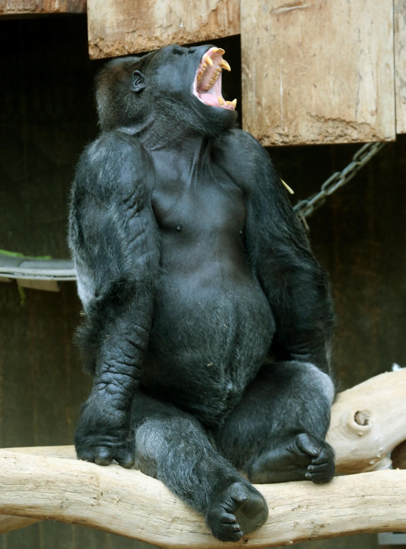 Der Senior-Silberrücken Gorilla „Massa“ im Zoo in Krefeld (Archivbild von 2016)