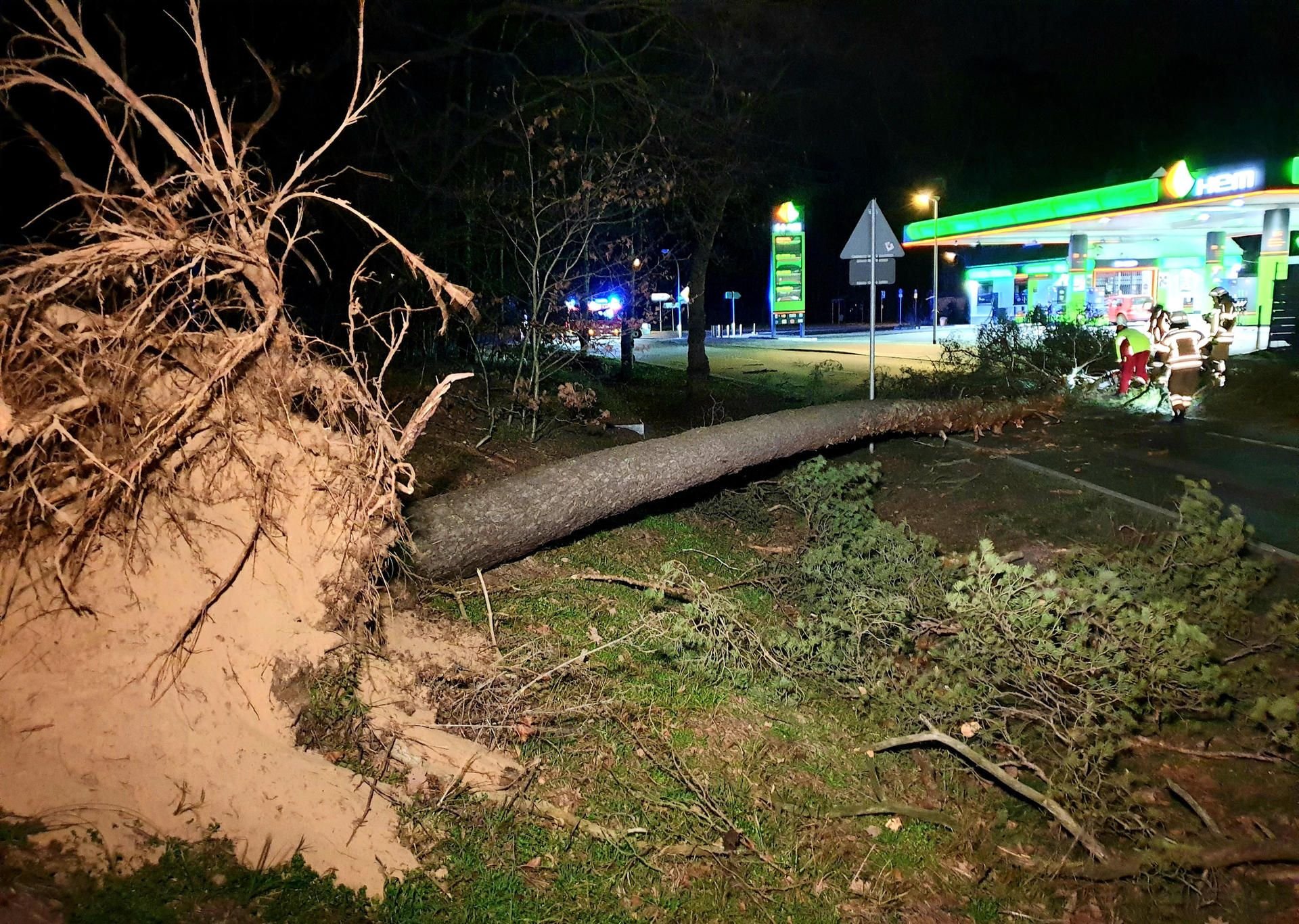 Ein umgestürzter Baum liegt am Straßenrand. Sturmtief «Sabine» hat in weiten Teilen Deutschlands den Verkehr durcheinandergebracht.