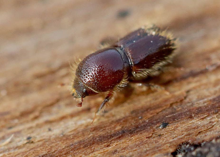 Die Bundeswehr soll im Kampf gegen Borkenkäfer helfen.