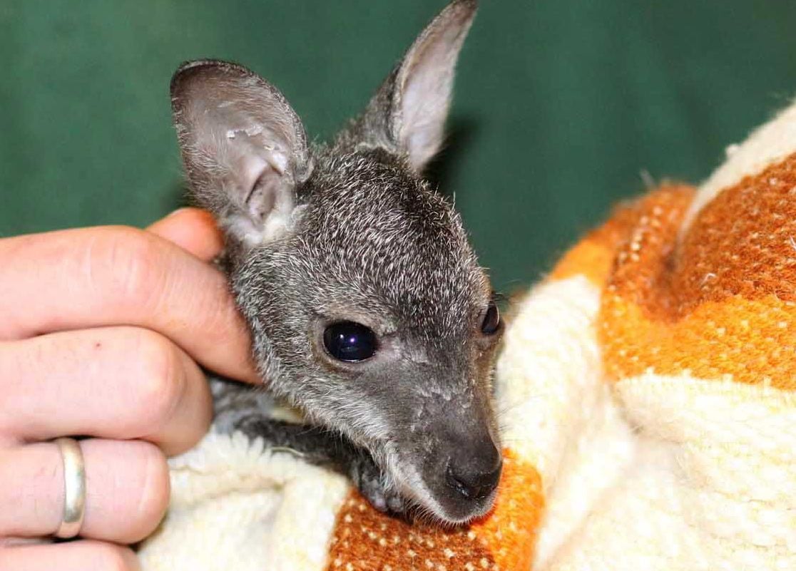 Kängurubaby Muffin sitzt am im Tierpark in Köthen in einem Kissenbezug.