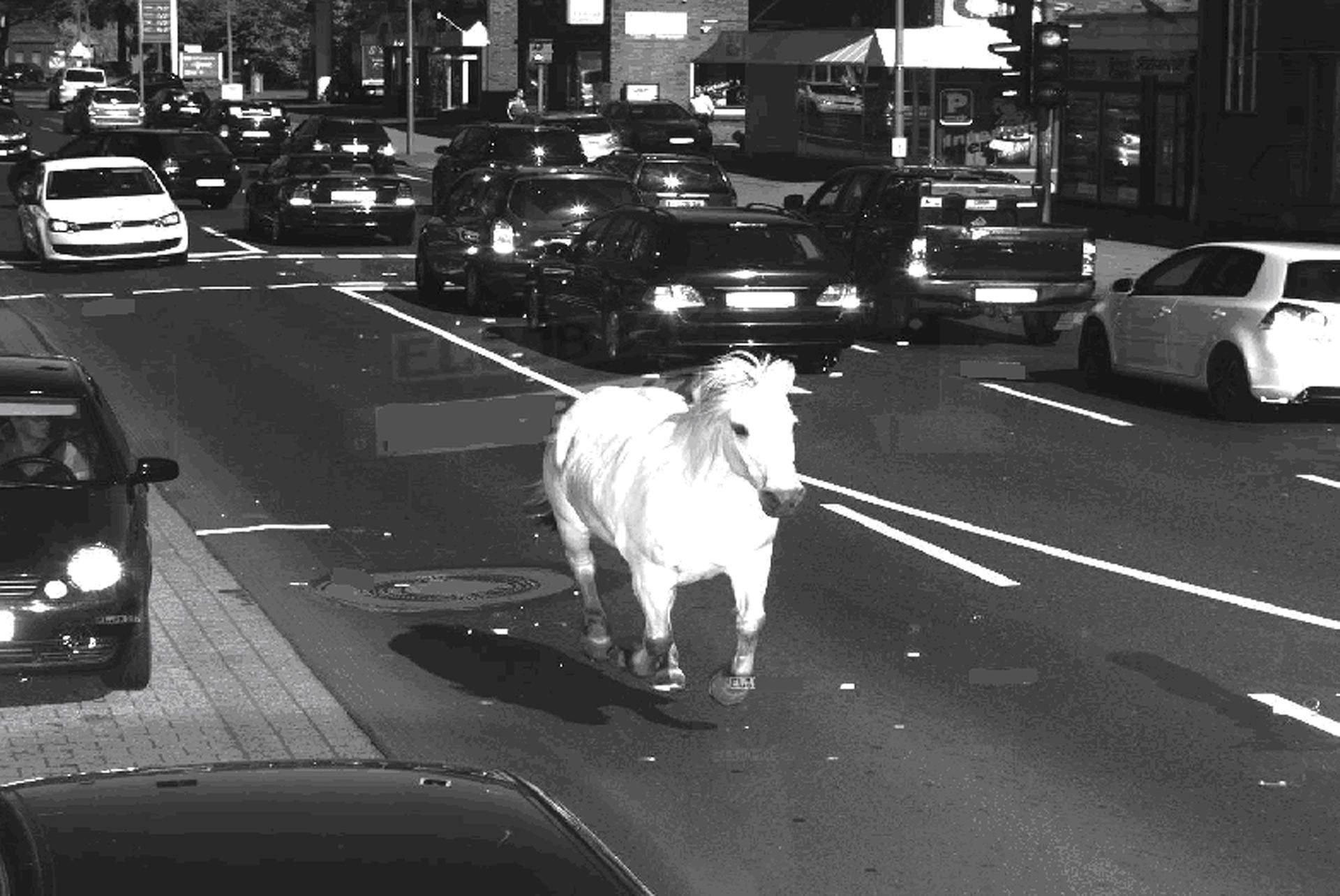 Dieses Pferd hatte es eilig.