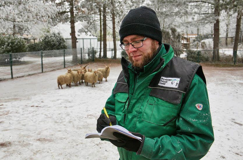 Tierpfleger-Azubi Sascha Rumpel ist mit Schreiblock und Stift im gehege der Zackelschafe unterwegs. Der Bestand wird jährlich überprüft.