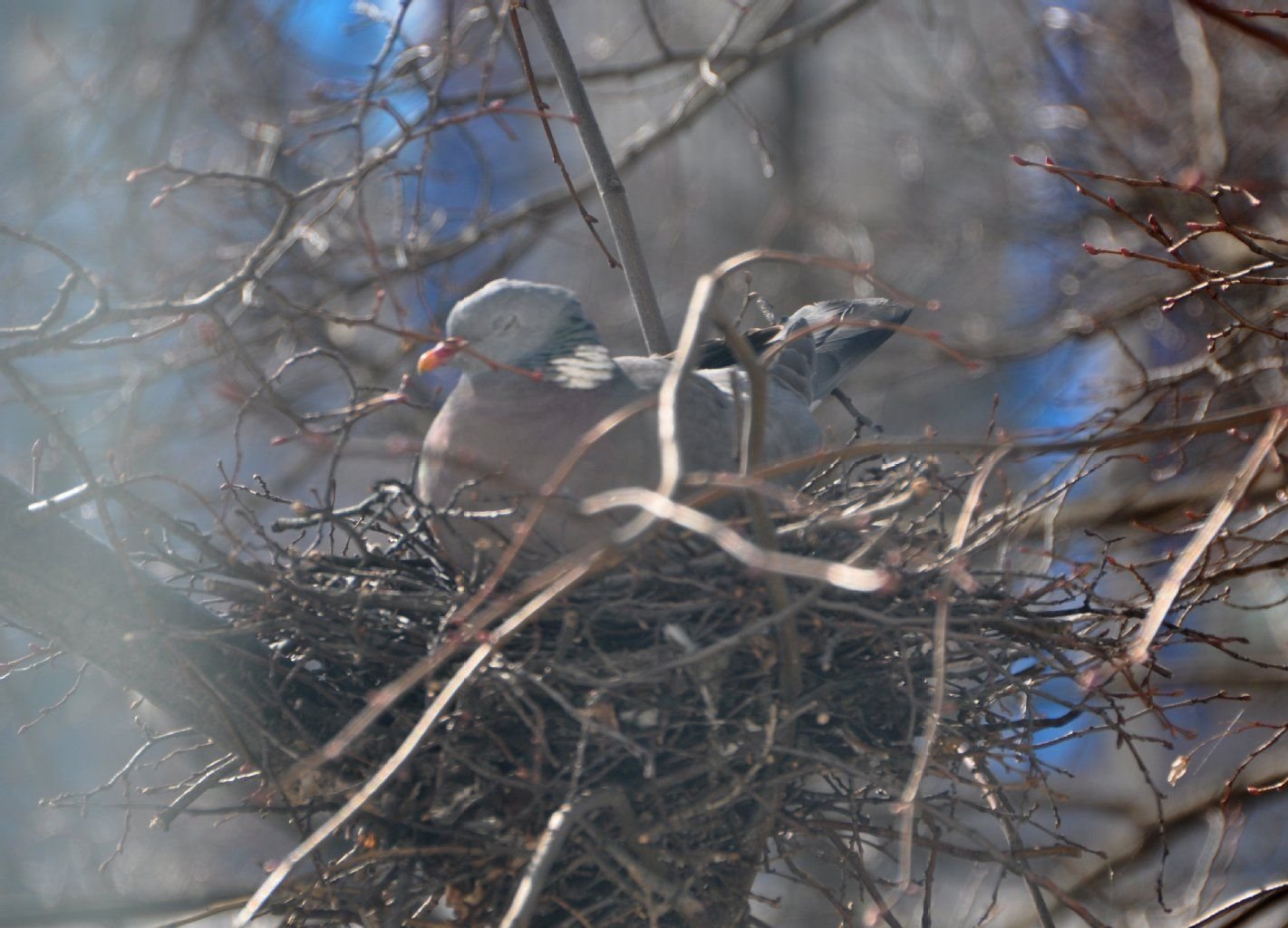 Taube Rosalinde schlummert in ihrem Nest vor dem Redaktionsfenster.