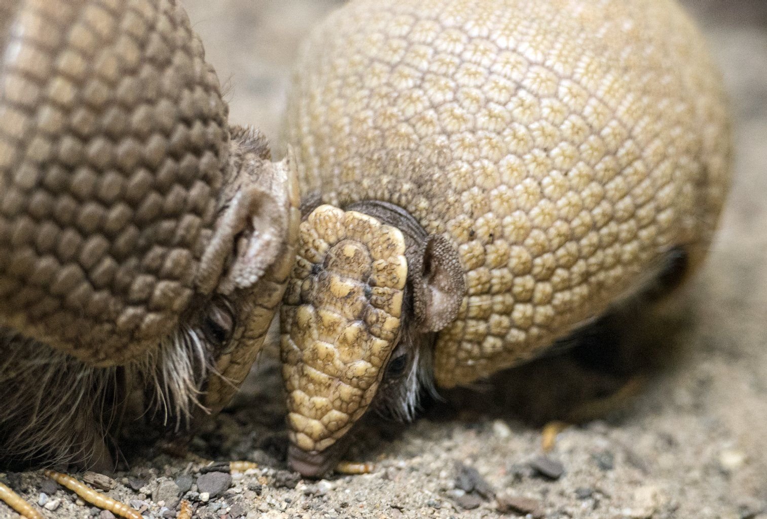 Gemeinsam mit seiner Mutter Ingrid (l.) erkundet das drei Monate junge Kugelgürteltier Hugoim Zoo in Halle/Saale seine Umwelt.