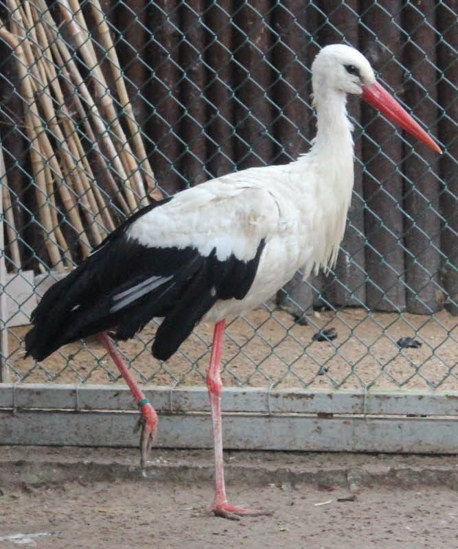 Im rechten Flügel von Storch Luther landete das Geschoss eines Luftgewehres. Ob er wieder fliegen können wird, ist auch Ende Dezember noch nicht klar. Von außen ist die Verletzung nur an den hängenden federn zu erkennen.