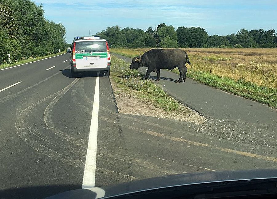 Der etwa drei bis vier Jahre alte Bulle war am frühen Sonntagmorgen aus seiner Koppel ausgebrochen und spazierte auf der Bundesstraße 186 entlang, die zeitweise gesperrt wurde.