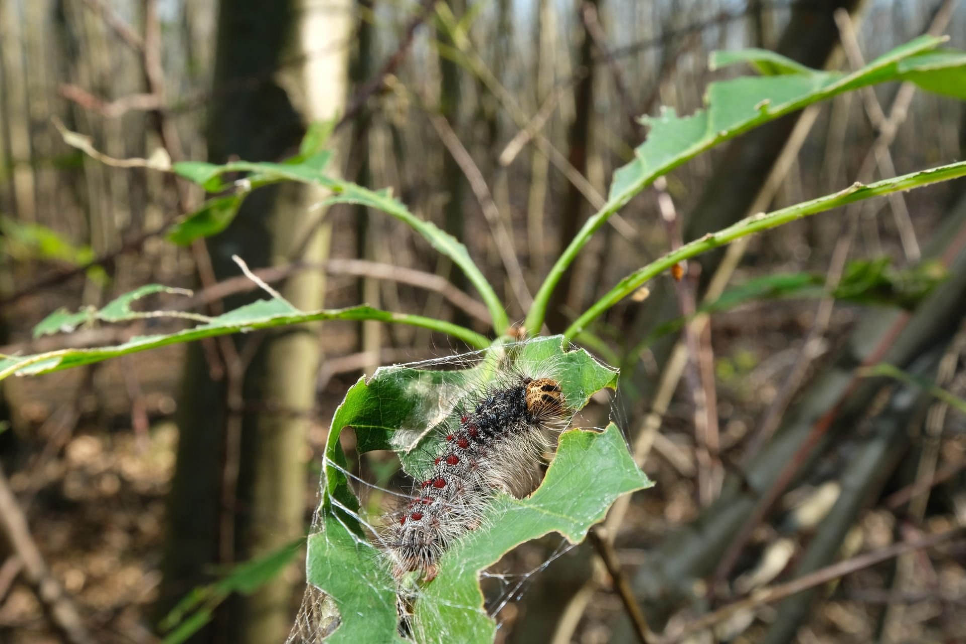 Die Raupe des Schwammspinners (Lymantria dispar) auf einem Blatt der Roteiche in einem Wald am Cospudener See südlich von Leipzig.