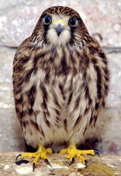 Auch dieser Turmfalke konnte gerettet werden.