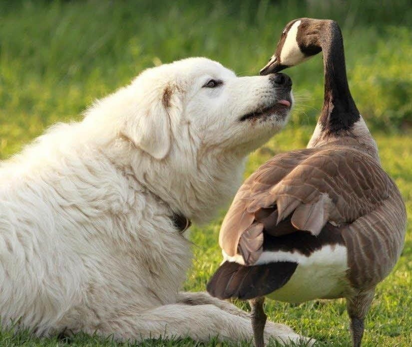 Ungewöhnlich unzertrennlich: In Bleddin hat eine Kanadagans ihre Liebe zu einem Hund entdeckt.