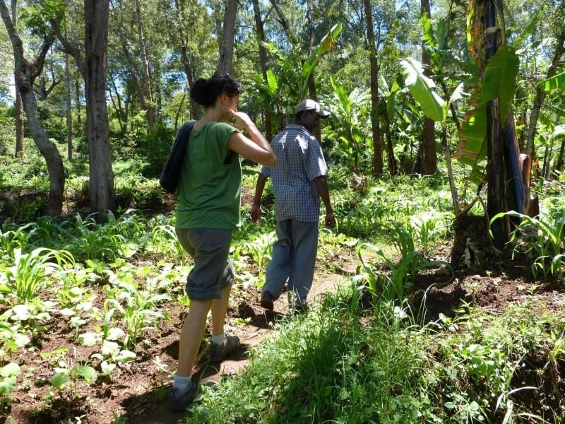 An Bananen-Stauden und Kaffeesträuchern vorbei führt Ludwig Tilya (38) Touristen durch ein Gebiet an den unteren Hängen des Kilimandscharo.